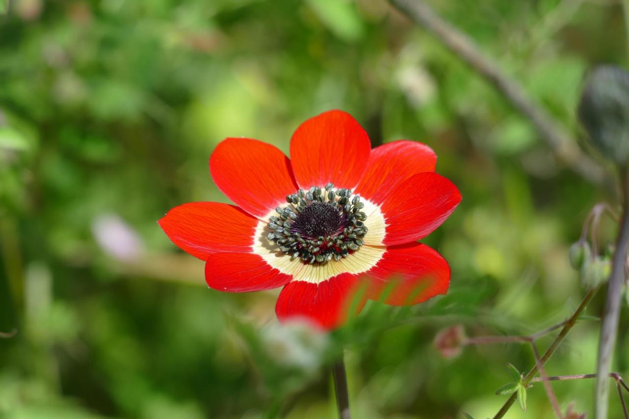 Die Peloponnes, ein Blütenmeer im Winter und&nbsp;Frühjahr